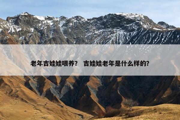 老年吉娃娃喂养？ 吉娃娃老年是什么样的？