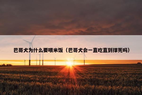 巴哥犬为什么要喂米饭（巴哥犬会一直吃直到撑死吗）