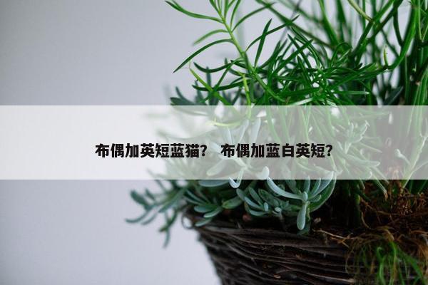 布偶加英短蓝猫？ 布偶加蓝白英短？