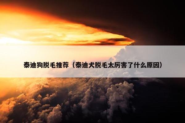 泰迪狗脱毛推荐（泰迪犬脱毛太厉害了什么原因）