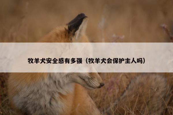 牧羊犬安全感有多强（牧羊犬会保护主人吗）