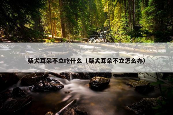 柴犬耳朵不立吃什么（柴犬耳朵不立怎么办）