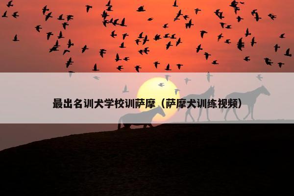 最出名训犬学校训萨摩（萨摩犬训练视频）