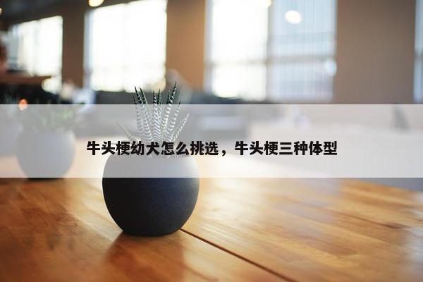 牛头梗幼犬怎么挑选，牛头梗三种体型