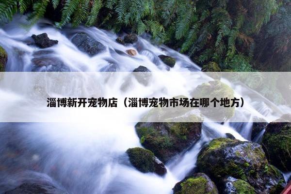 淄博新开宠物店（淄博宠物市场在哪个地方）