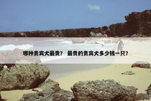 哪种贵宾犬最贵？ 最贵的贵宾犬多少钱一只？