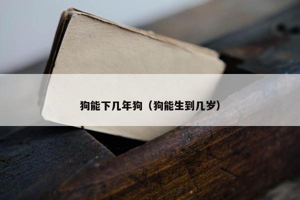 狗能下几年狗（狗能生到几岁）