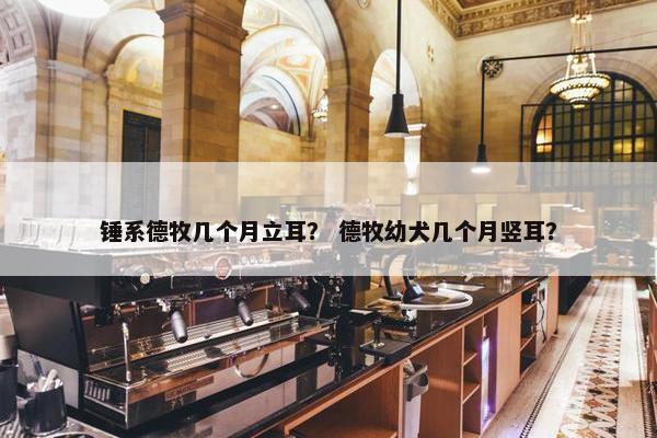 锤系德牧几个月立耳？ 德牧幼犬几个月竖耳？