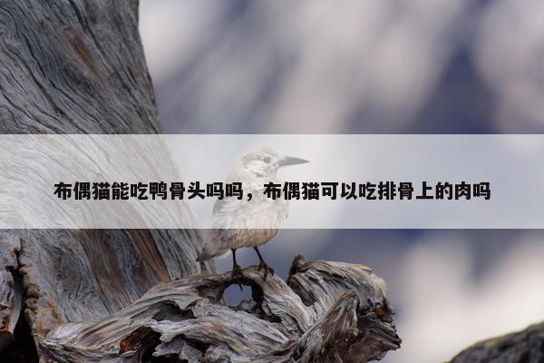 布偶猫能吃鸭骨头吗吗，布偶猫可以吃排骨上的肉吗
