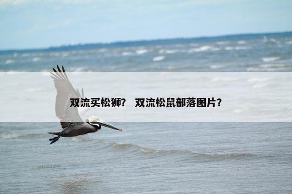双流买松狮？ 双流松鼠部落图片？