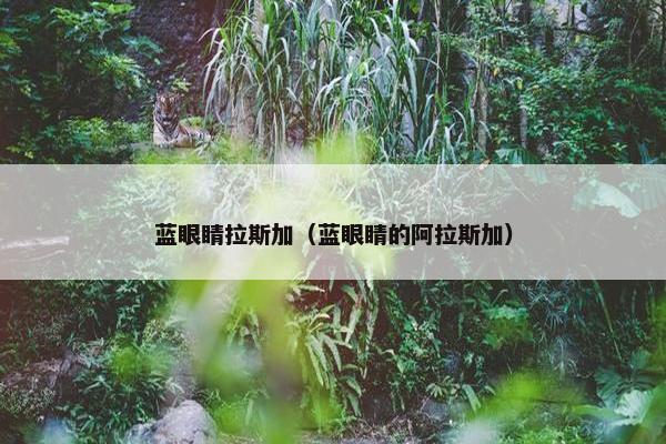 蓝眼睛拉斯加（蓝眼睛的阿拉斯加）