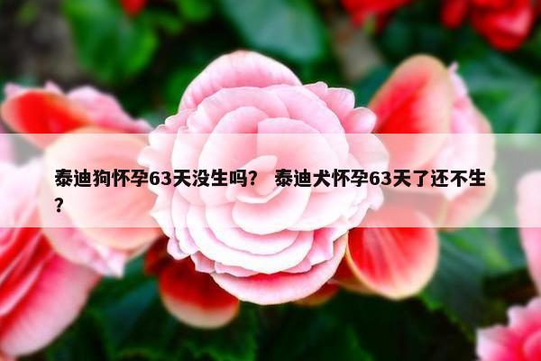 泰迪狗怀孕63天没生吗？ 泰迪犬怀孕63天了还不生？
