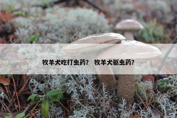 牧羊犬吃打虫药？ 牧羊犬驱虫药？