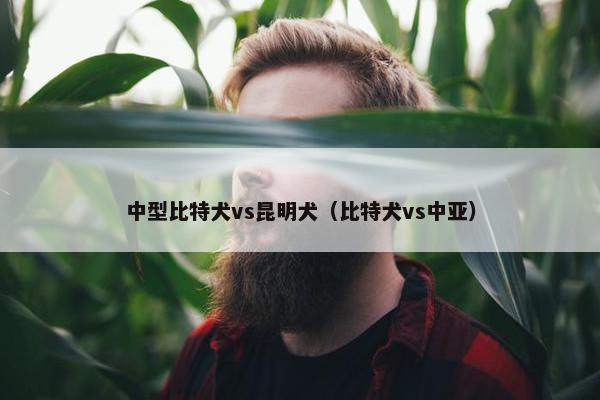 中型比特犬vs昆明犬（比特犬vs中亚）