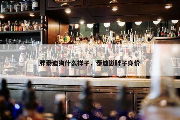 胖泰迪狗什么样子，泰迪崽胖子身价