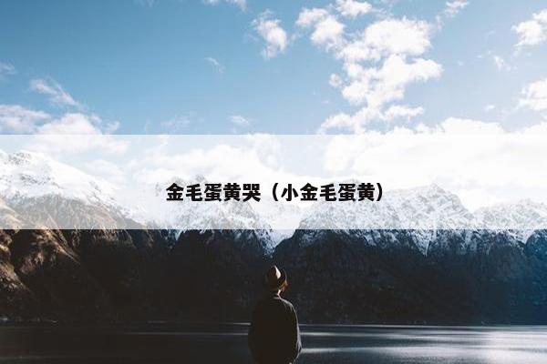 金毛蛋黄哭（小金毛蛋黄）