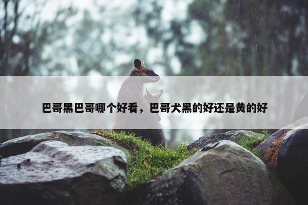 巴哥黑巴哥哪个好看，巴哥犬黑的好还是黄的好