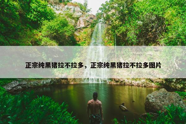 正宗纯黑猪拉不拉多，正宗纯黑猪拉不拉多图片