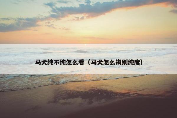马犬纯不纯怎么看（马犬怎么辨别纯度）