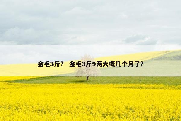 金毛3斤？ 金毛3斤9两大概几个月了？