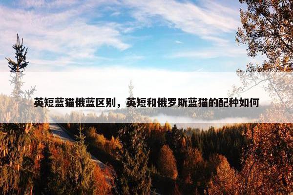 英短蓝猫俄蓝区别，英短和俄罗斯蓝猫的配种如何