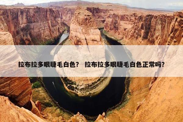 拉布拉多眼睫毛白色？ 拉布拉多眼睫毛白色正常吗？
