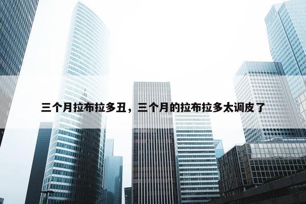 三个月拉布拉多丑，三个月的拉布拉多太调皮了