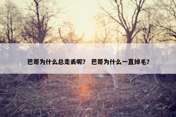 巴哥为什么总走丢呢？ 巴哥为什么一直掉毛？