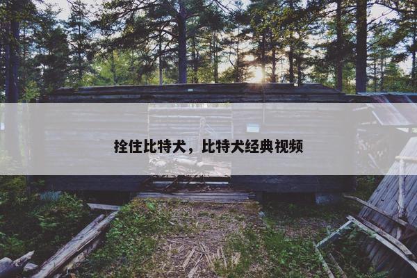 拴住比特犬，比特犬经典视频