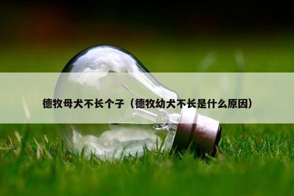 德牧母犬不长个子（德牧幼犬不长是什么原因）