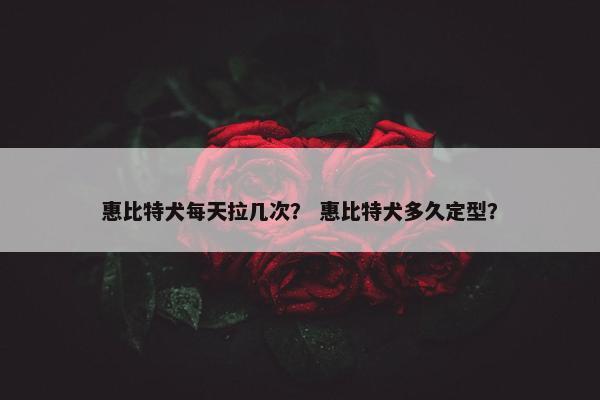 惠比特犬每天拉几次？ 惠比特犬多久定型？