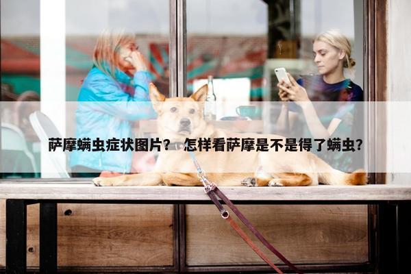 萨摩螨虫症状图片？ 怎样看萨摩是不是得了螨虫？