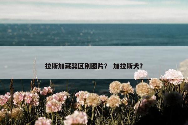 拉斯加藏獒区别图片？ 加拉斯犬？