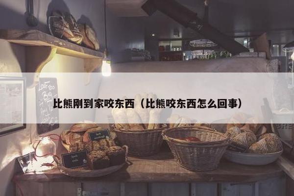 比熊刚到家咬东西（比熊咬东西怎么回事）