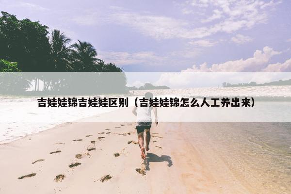 吉娃娃锦吉娃娃区别（吉娃娃锦怎么人工养出来）