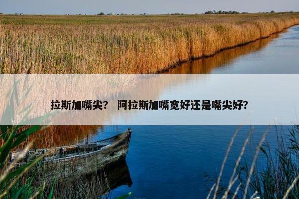 拉斯加嘴尖？ 阿拉斯加嘴宽好还是嘴尖好？