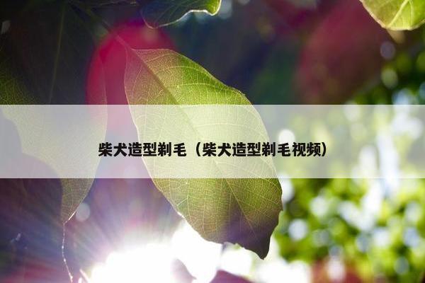 柴犬造型剃毛（柴犬造型剃毛视频）