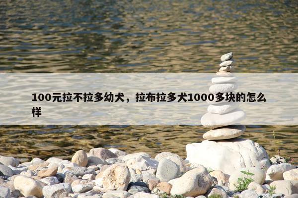 100元拉不拉多幼犬，拉布拉多犬1000多块的怎么样