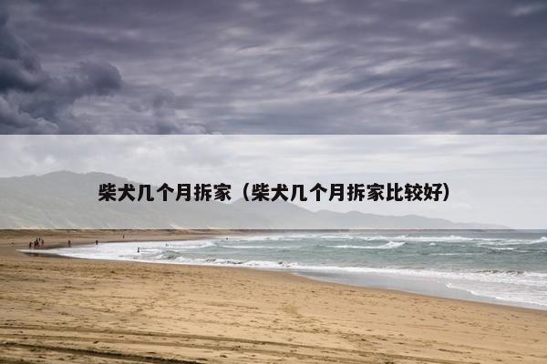 柴犬几个月拆家（柴犬几个月拆家比较好）