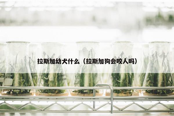 拉斯加幼犬什么（拉斯加狗会咬人吗）