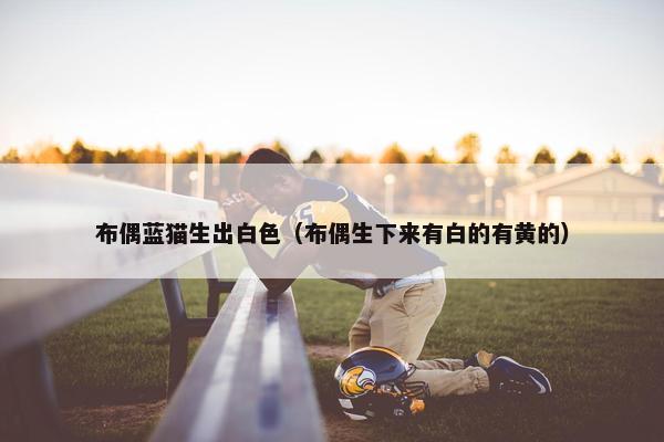 布偶蓝猫生出白色（布偶生下来有白的有黄的）