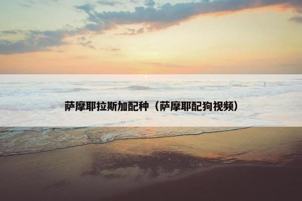 萨摩耶拉斯加配种（萨摩耶配狗视频）