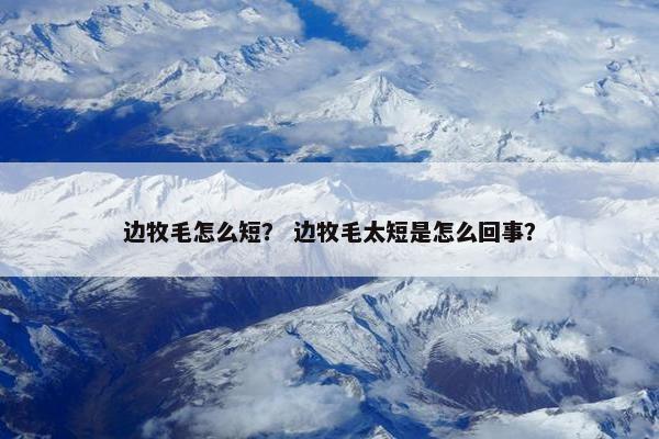 边牧毛怎么短？ 边牧毛太短是怎么回事？
