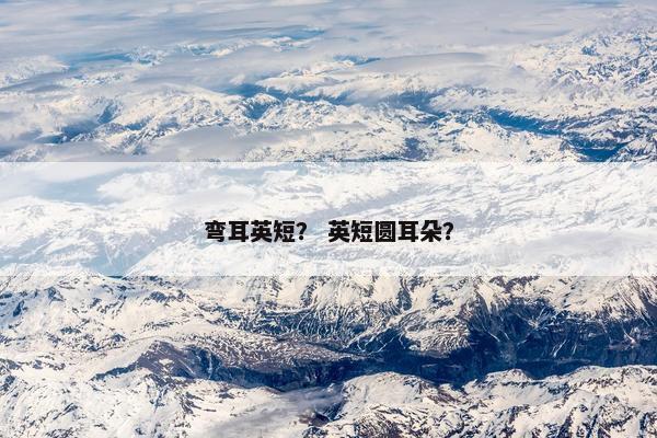 弯耳英短？ 英短圆耳朵？