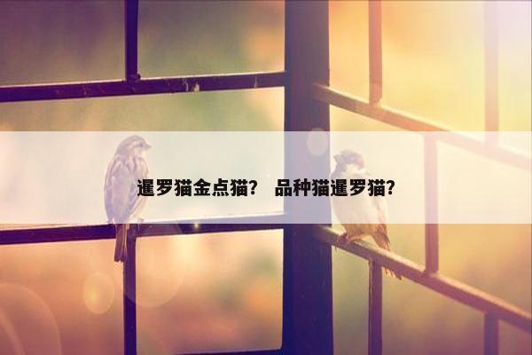 暹罗猫金点猫？ 品种猫暹罗猫？