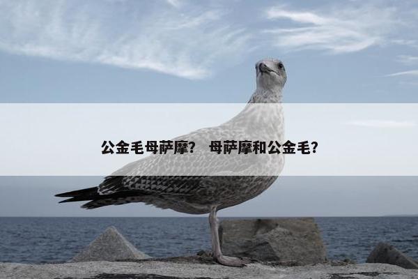 公金毛母萨摩？ 母萨摩和公金毛？