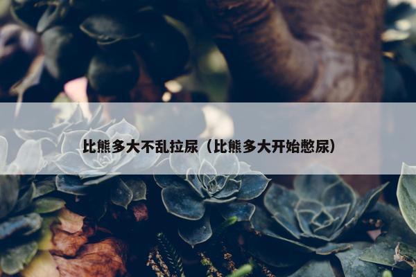 比熊多大不乱拉尿（比熊多大开始憋尿）