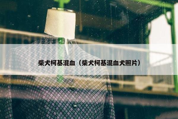 柴犬柯基混血（柴犬柯基混血犬照片）