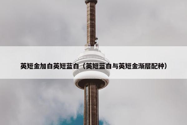 英短金加白英短蓝白（英短蓝白与英短金渐层配种）