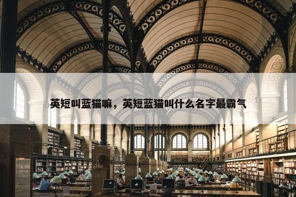 英短叫蓝猫嘛，英短蓝猫叫什么名字最霸气